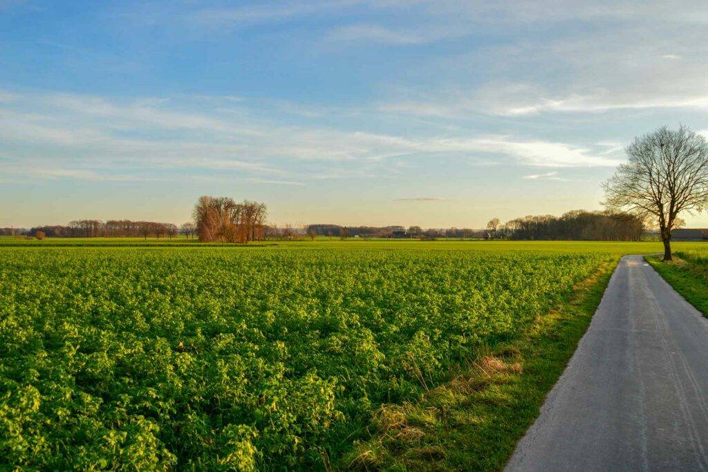 Agrarimmobilien: Agrarfläche in der Soester Börde