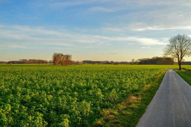 Agrarimmobilien: Agrarfläche in der Soester Börde